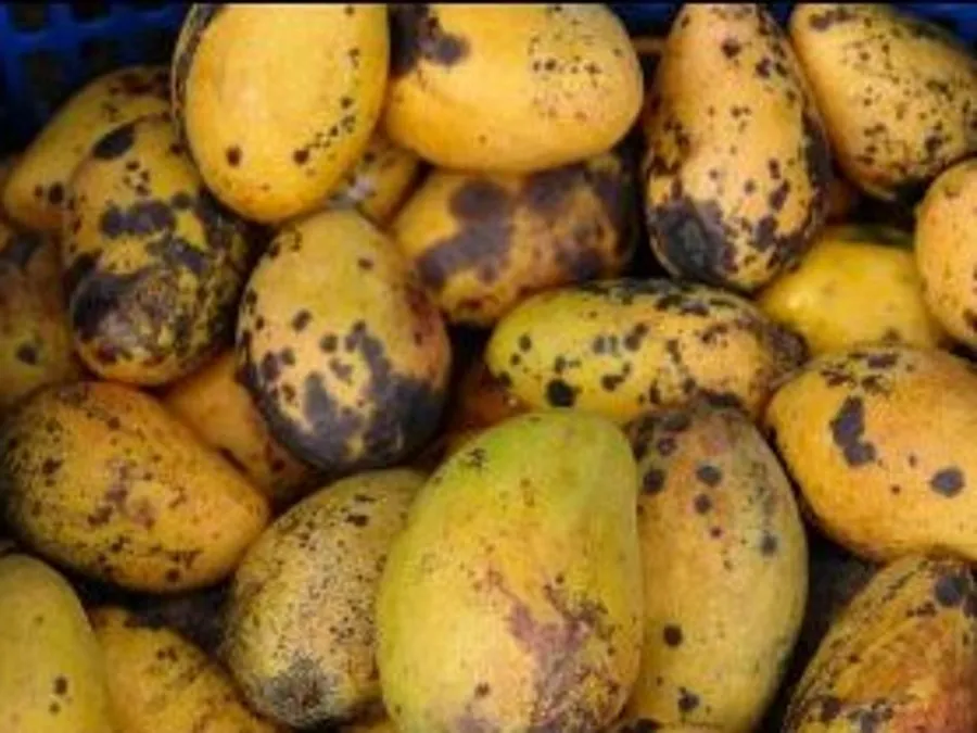 Ripening yellow mangoes covered in dark brown to black anthracnose spots