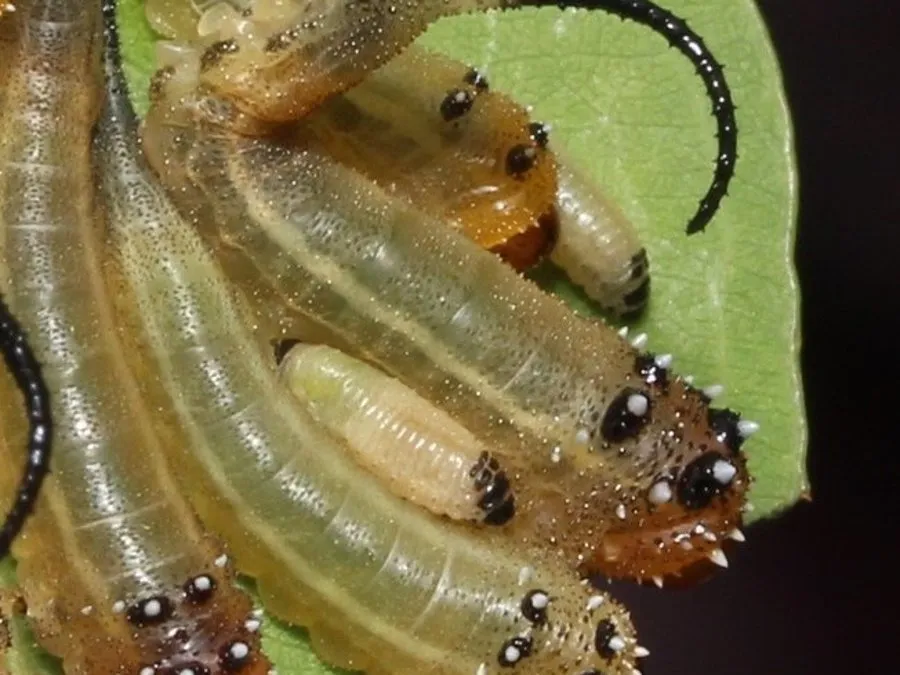 Yellow-green eucalyptus leaf beetle larvae with dark heads clustered along the edge of a gum leaf they are eating