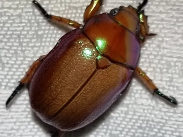 A large, shiny red-brown Christmas beetle