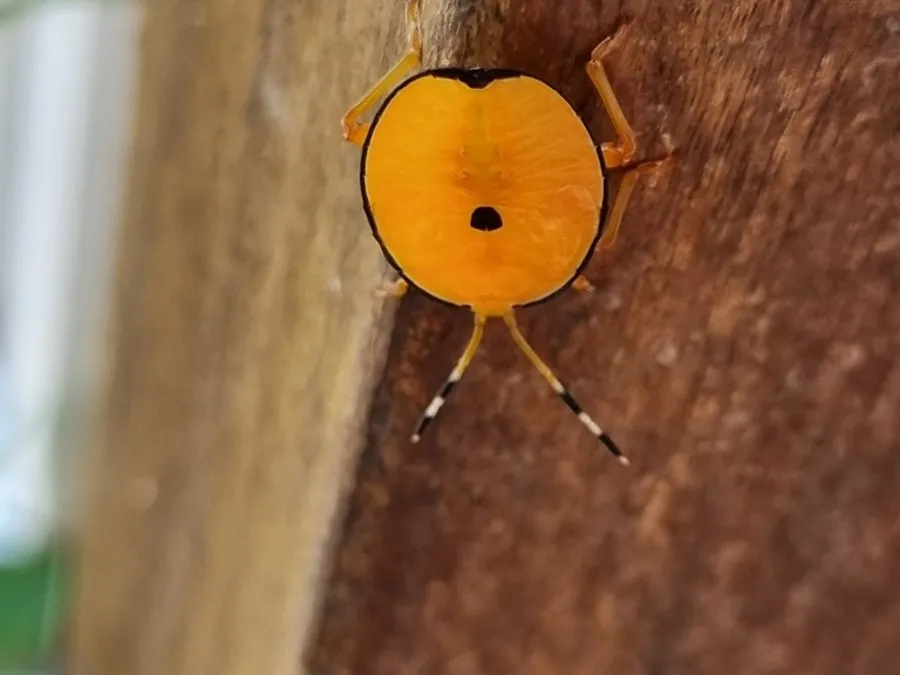 A flat, bright orange bronze orange bug nymph with a black central spot on a wooden post