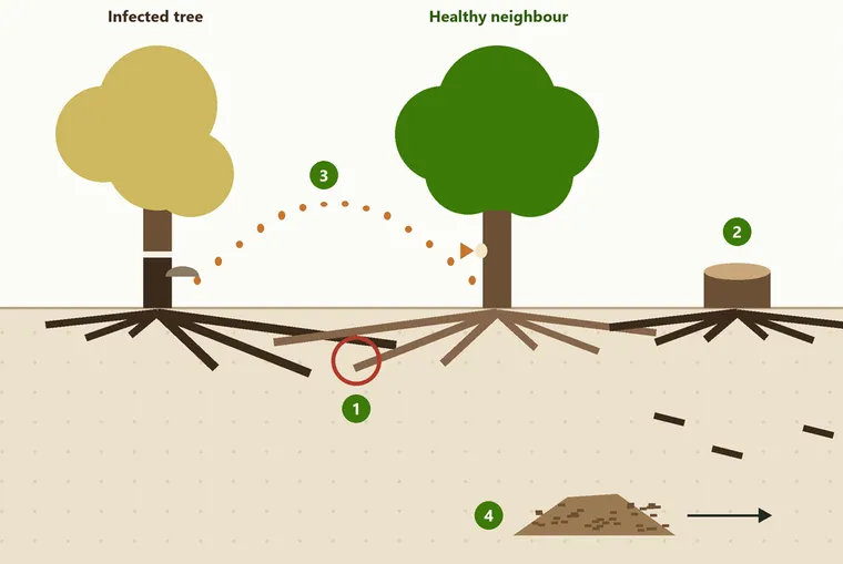 Diagram of an infected tree passing brown root rot to a healthy neighbour through touching roots, with spores, an infected stump and a pile of mulch