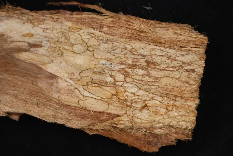 Pale decayed root wood criss-crossed by a network of thin dark brown lines