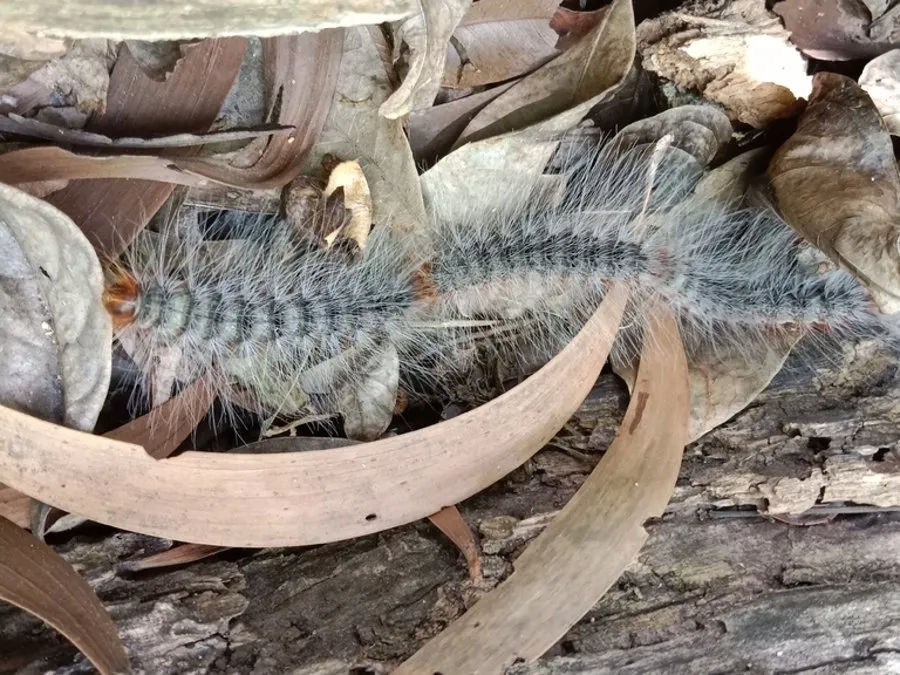Hairy processionary caterpillars walking nose to tail in a line over leaf litter