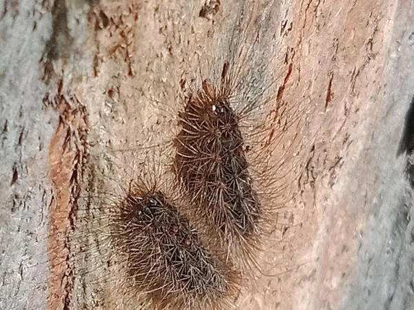 Hairy brown white cedar moth caterpillars resting on a trunk