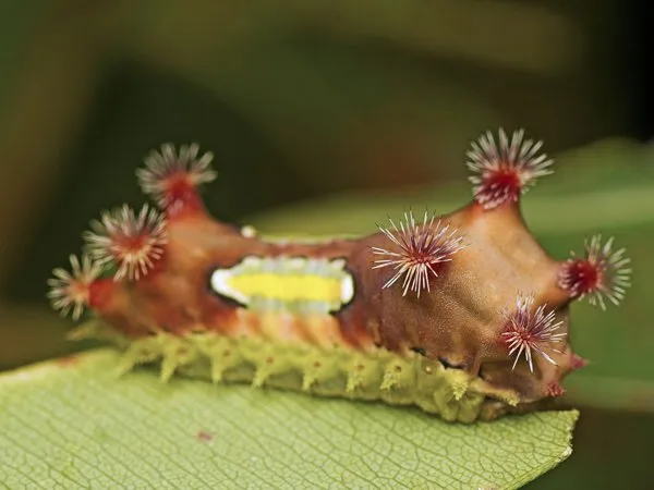 A fleshy cup moth caterpillar with red stinging spine clusters and a yellow saddle
