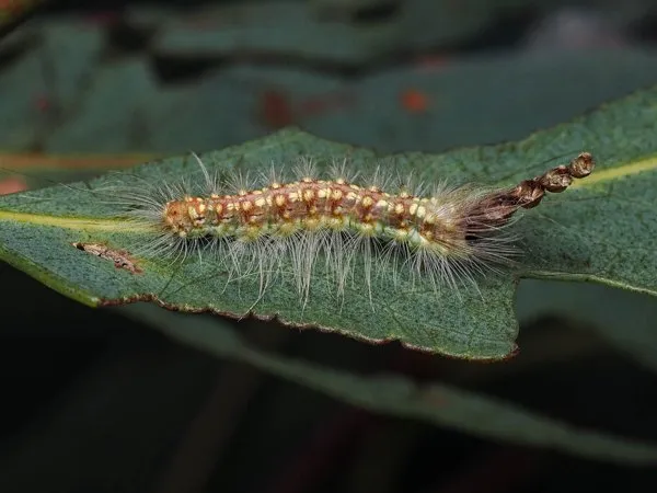 A hairy gumleaf skeletoniser caterpillar on a gum leaf