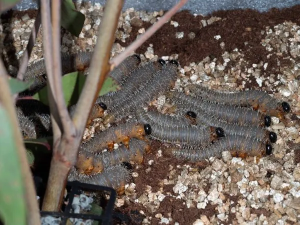 A cluster of dark sawfly larvae, known as spitfires, on a young stem