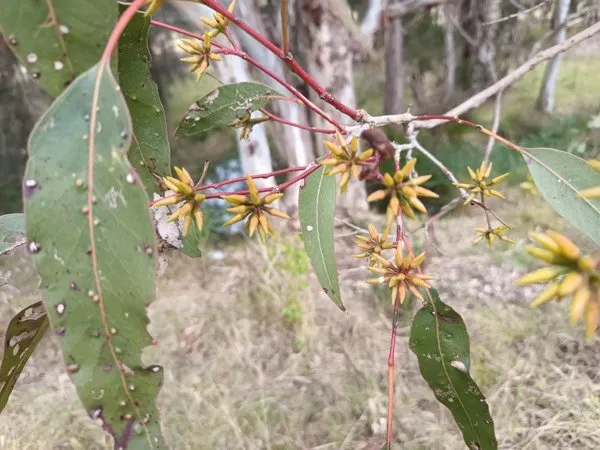 Eucalypt leaves dotted with small raised wasp galls