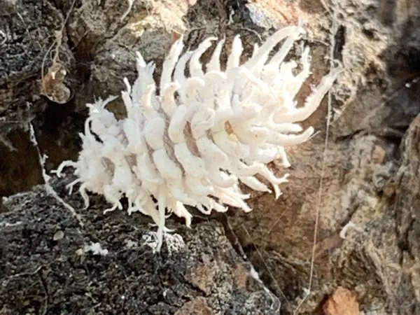A white, waxy mealybug ladybird larva with long strands, on bark