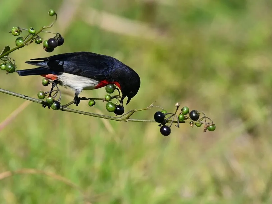 A black and red mistletoebird perched on a stem with small dark berries
