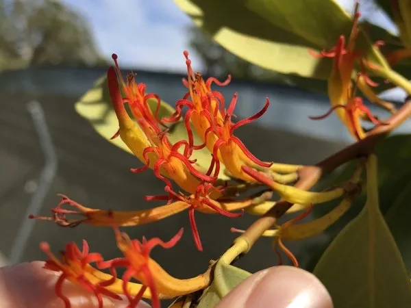Long, tubular orange-red and yellow flowers of the long-flowered mistletoe