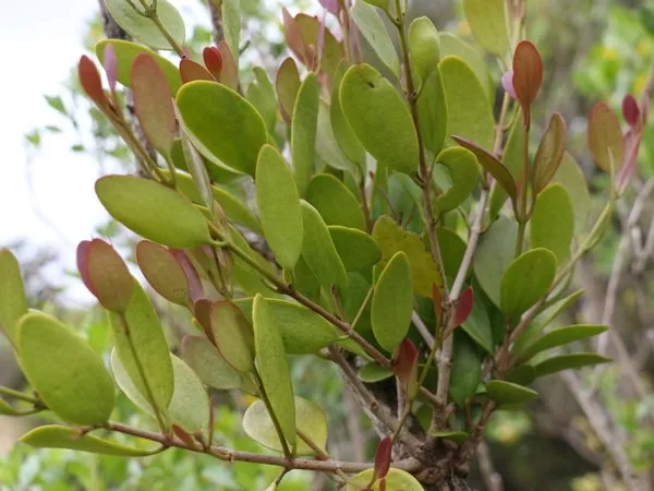 Thick, oval leaves of coast mistletoe with reddish new growth