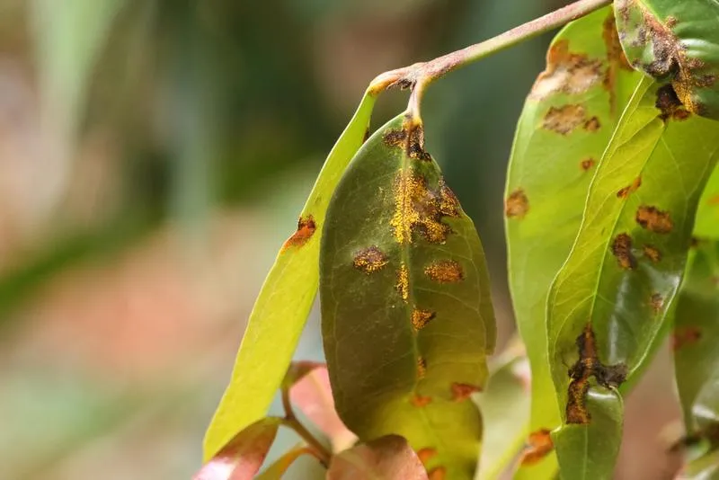 Lilly pilly leaves with brown dead patches and yellow spore pustules from older myrtle rust infections