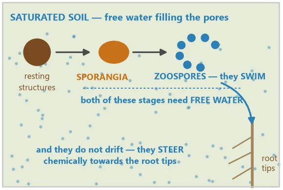 Diagram of the Phytophthora cycle in saturated soil: resting structures produce sporangia, which release swimming zoospores that steer towards the root tips