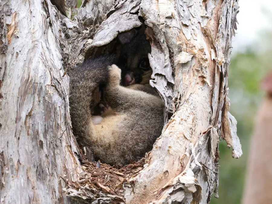 A brushtail possum curled up asleep inside a tree hollow