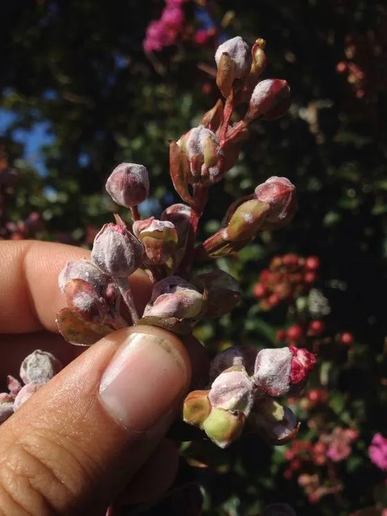 Crepe myrtle flower buds coated in white powdery mildew