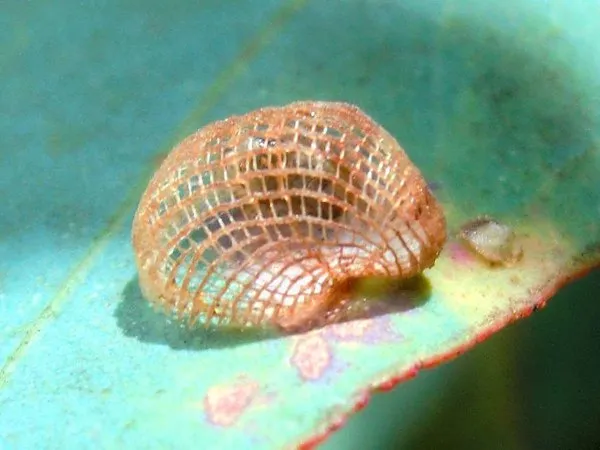 A lacy, basket-shaped lerp on a eucalypt leaf