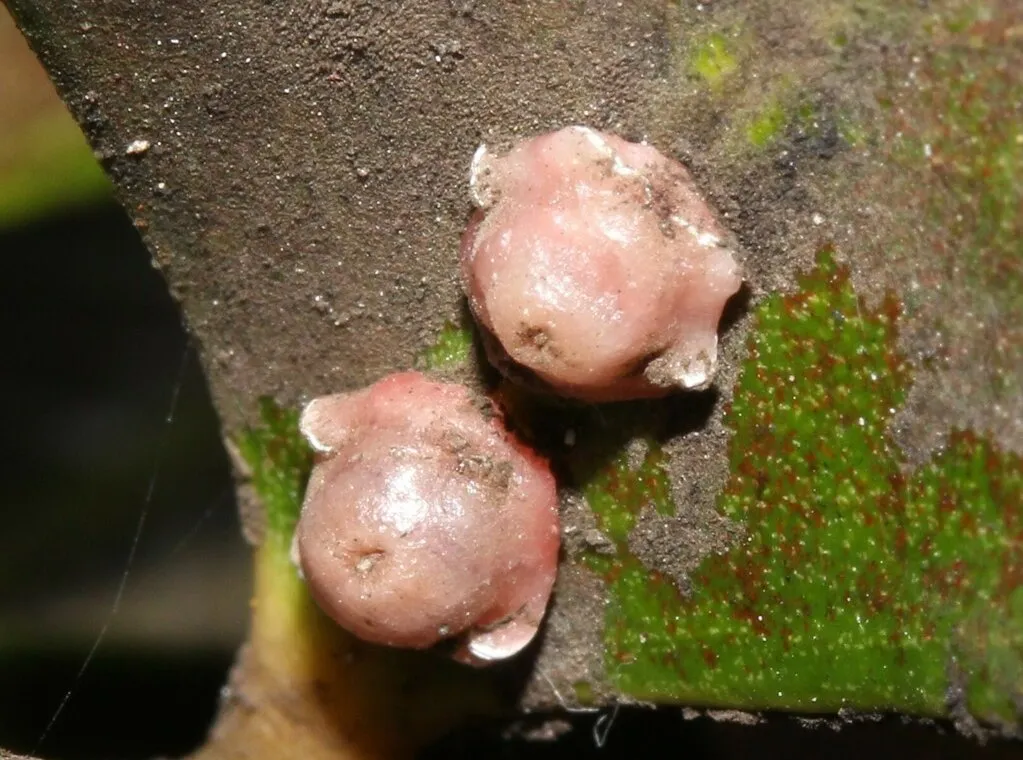 Two pink, waxy pink wax scale insects on a leaf, with sooty mould on the leaf around them