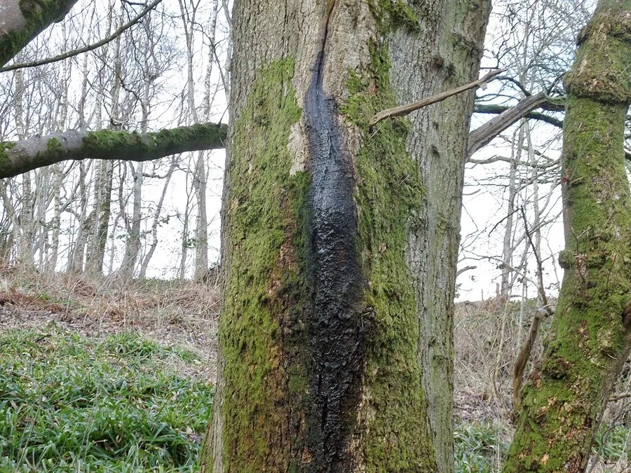 A dark, wet streak of slime flux running down the trunk of a tree from a wound