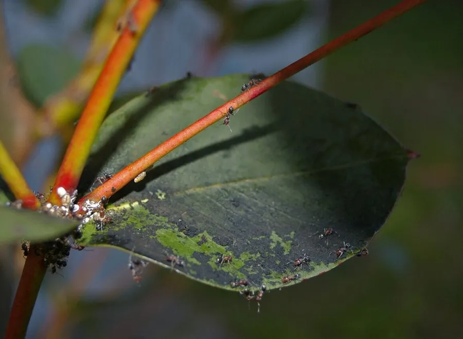 A eucalypt leaf blackened with sooty mould, with patches flaking off, and ants feeding among scale insects on the stem