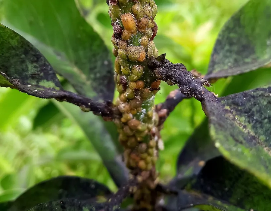 Soft scale insects crowded along a stem, with sooty mould blackening the leaves around them