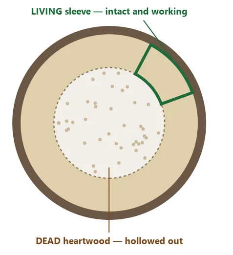 Cross-section of a tree trunk with a hollowed-out centre of dead heartwood surrounded by an intact ring of living sapwood